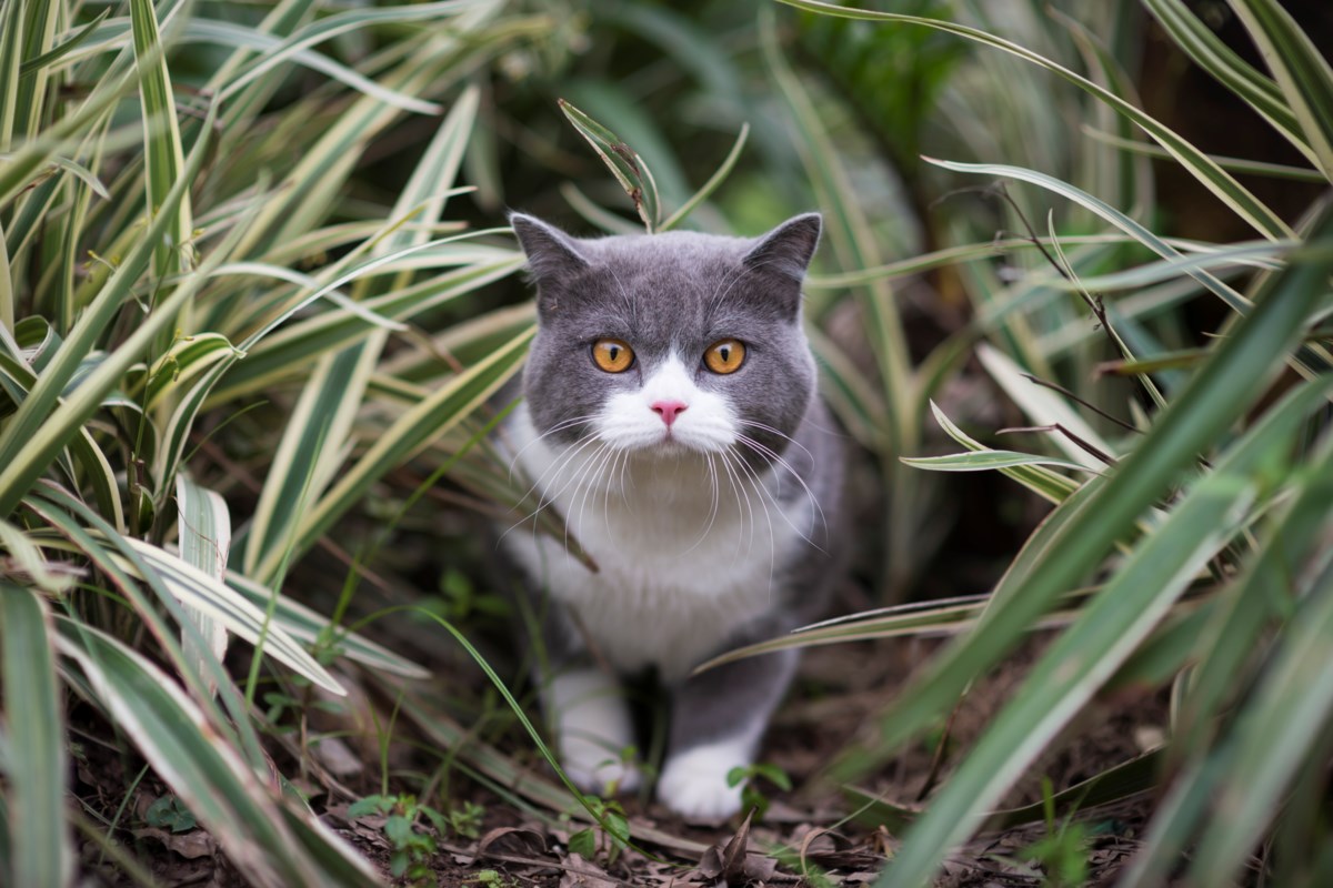 Outdoor cats helping spread deadly parasite to wildlife, humans