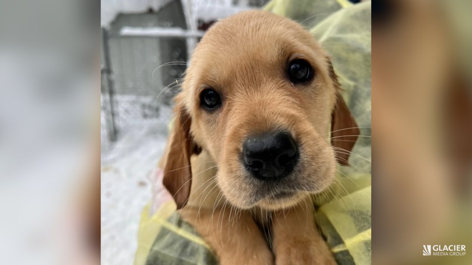 Spca hot sale lower mainland