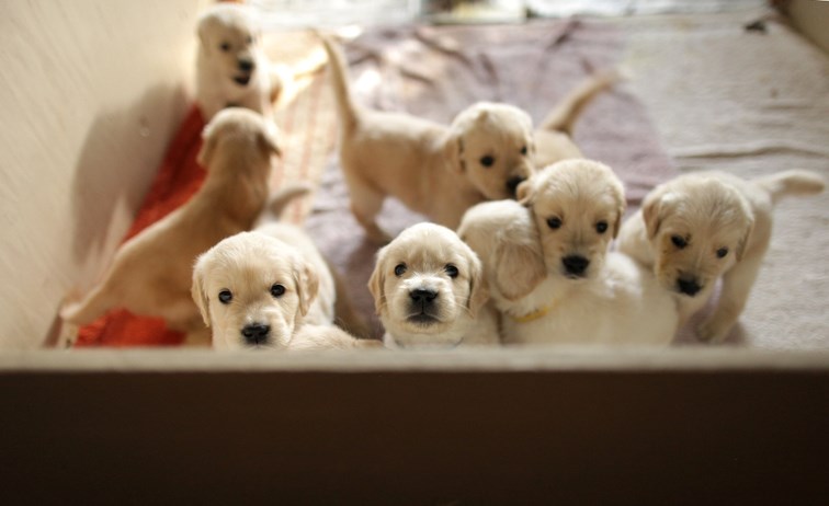 puppylitter