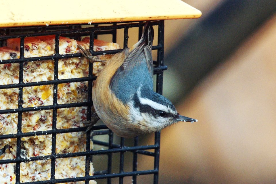 redbreastednuthatch