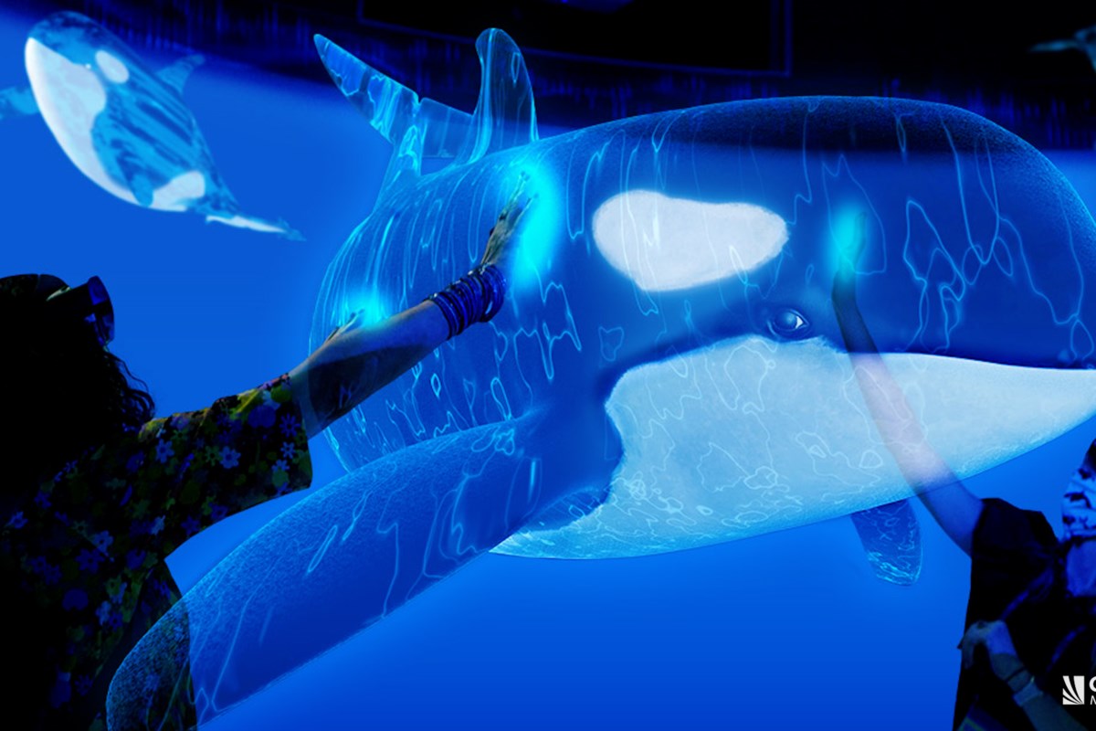B.C. woman's XR experience with orcas has Smithsonian debut - Vancouver