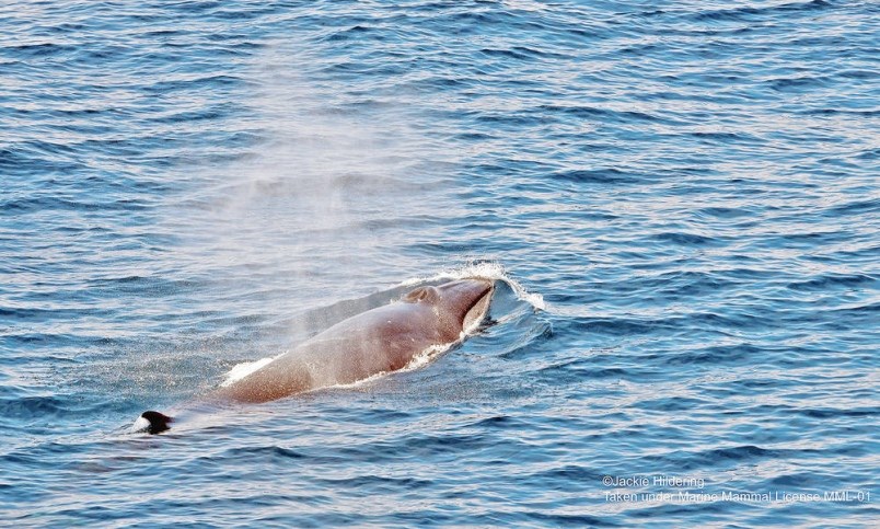 Scientists spotted a pod of Sei whales off B.C.'s coast last week — the largest gathering seen in years after the whales were heavily hunted.