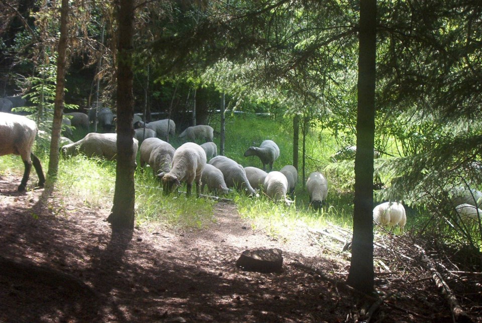 Sheepsilvopasture