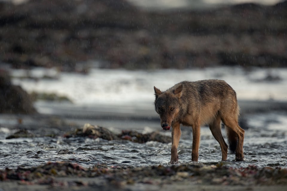 Photographing the wolves in extreme elements, Steve Woods was able to join them in their natural habitat. 