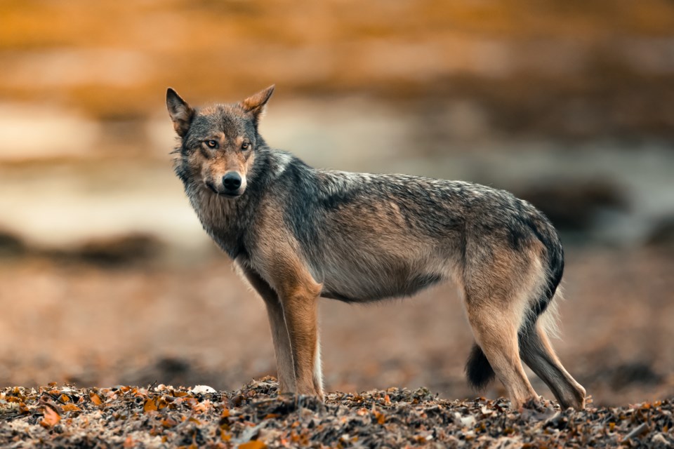 A lone sea wolf captured by Steve Woods. 