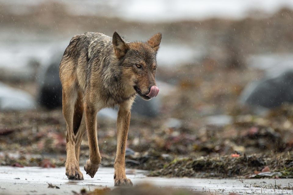 Photographer Steve Woods was slowly allowed into the world of the sea wolves and calls it a truly humbling experience.