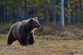 Man seriously injured by B.C. grizzly bear