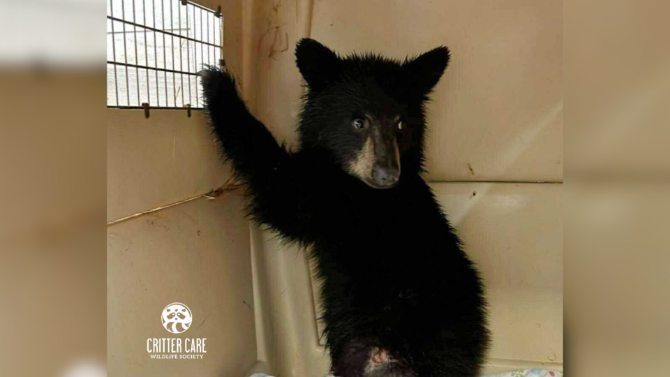 baby-black-bear