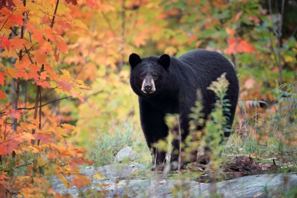 Black bears are most common of the three bears found in B.C. They are typically the kind of bear that is seen in communities. 