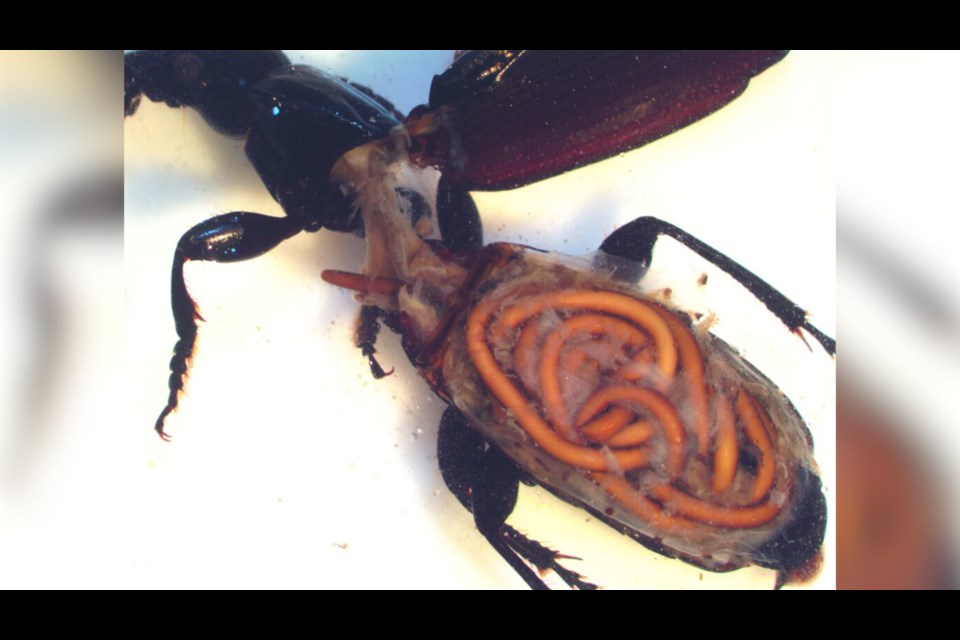 Mature Gordius paranensis inside a ground beetle. 