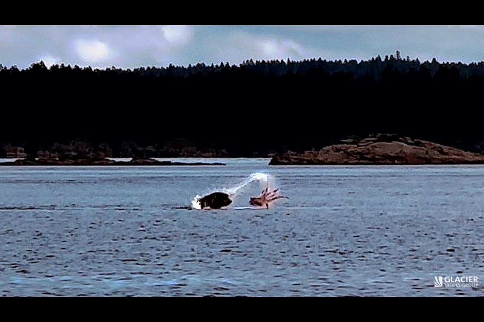 An epic battle between an octopus and a sea lion off Vancouver Island was captured on video this year.