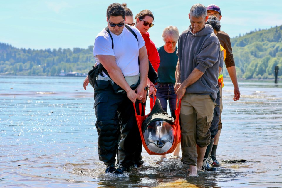 bcdolphinrescue