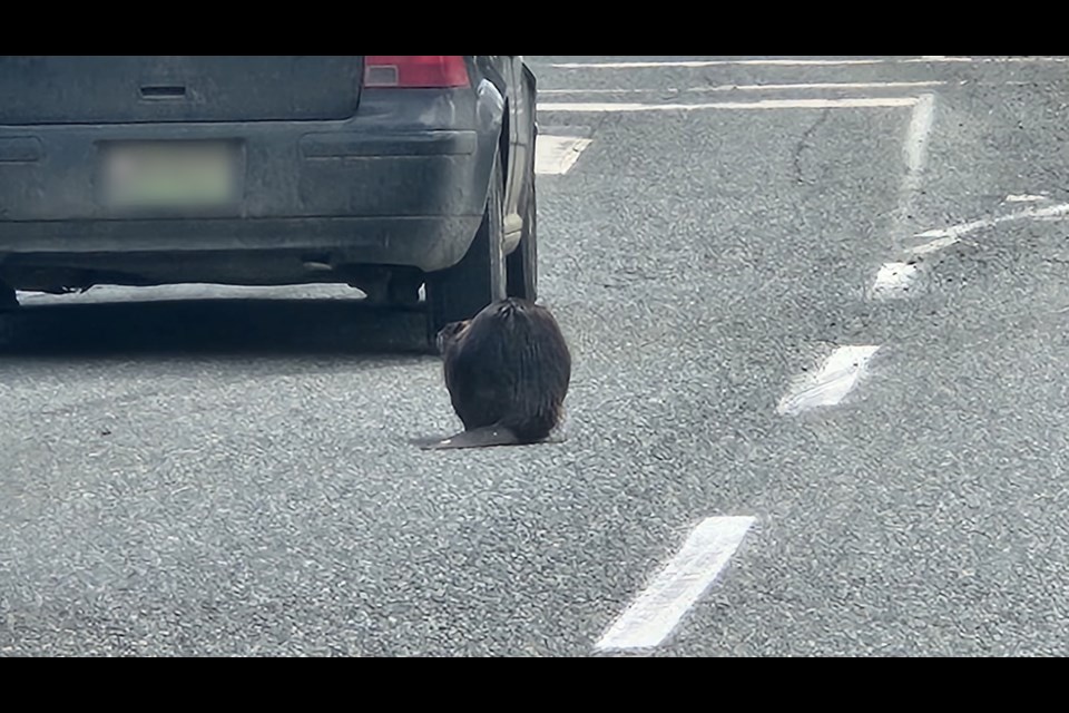 A beaver stopped traffic on May 7, 2023 in Mill Bay.