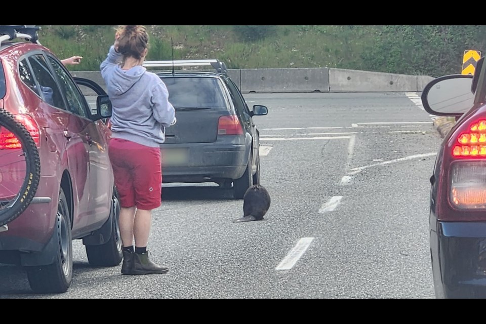 People tried to get the beaver off the highway in Mill Bay but it took some ecouraging. 