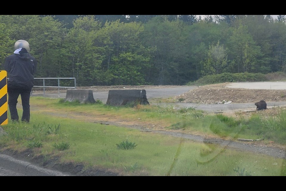 A motorcyclist was successfully able to shoo the beaver off the road on May 7, 2023.