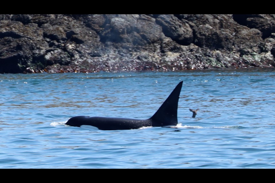 Naturalist Sam Murphy of Island Adventures Whale Watching captured the deer and whale swimming together on June 4, 2023.