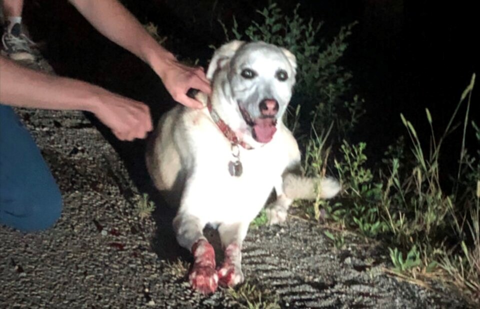 The dog was found near Summerland, B.C.