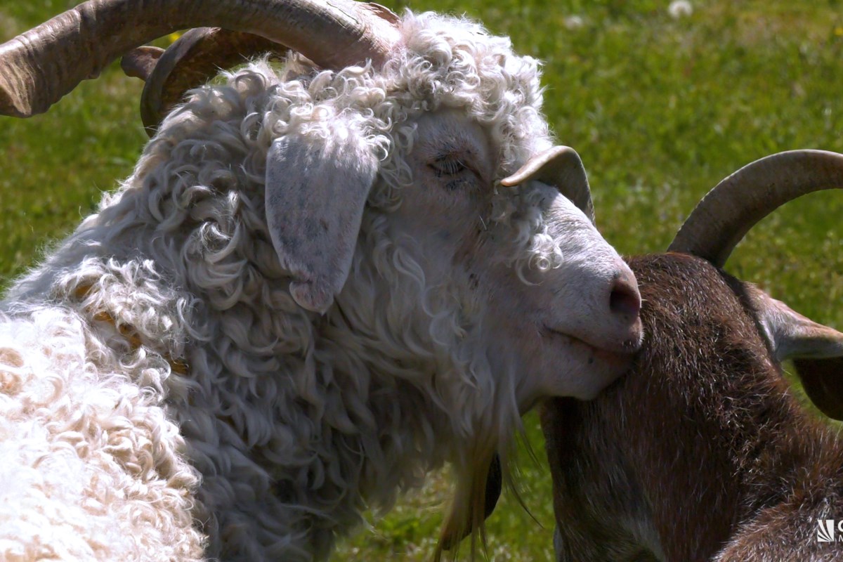 Does the SPCA acknowledge farm animals?