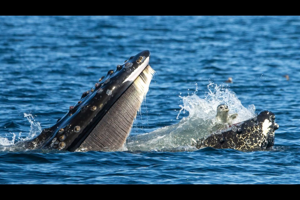 A humpback whale accidentally catches a harbour seal in its mouth on Sept. 12, 2024. 