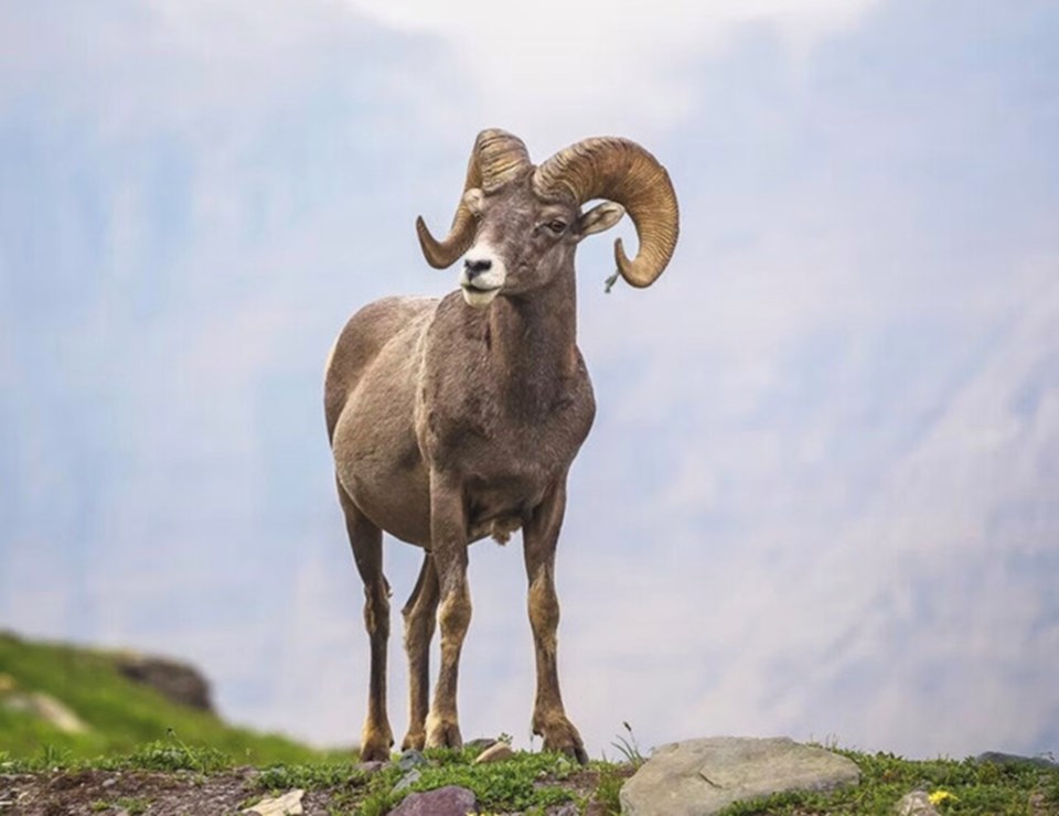 ram
