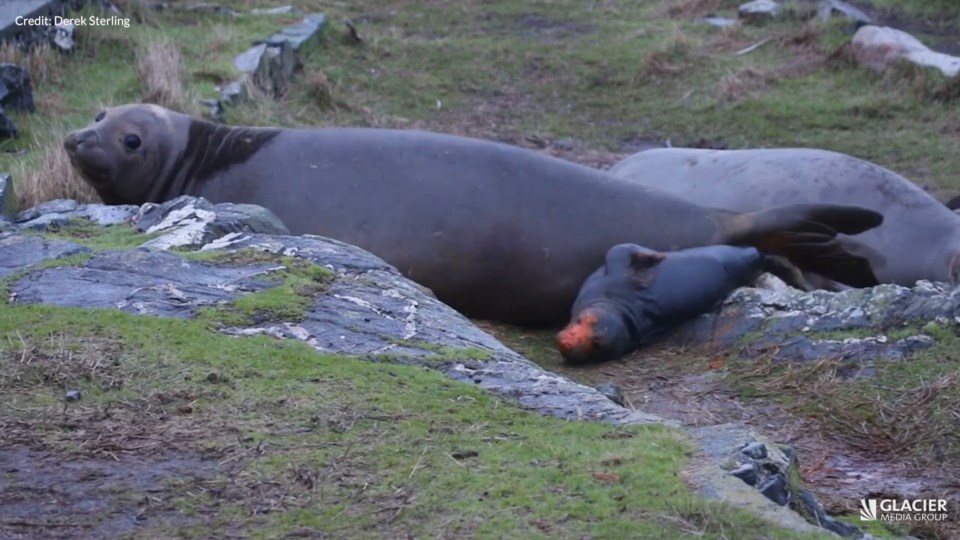 Race Rocks guardian films two elephant seal births - Victoria Times Colonist