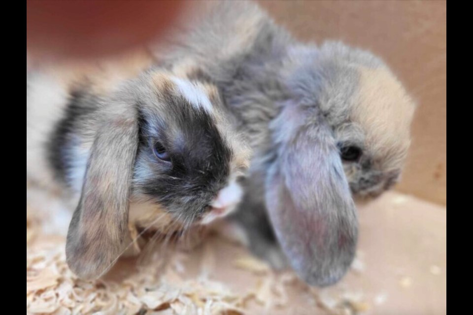 Two baby bunnies stolen from a West Kelowna backyard were returned on Monday.
