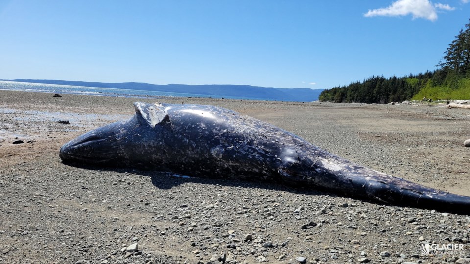 whale-haidagwaii-may11