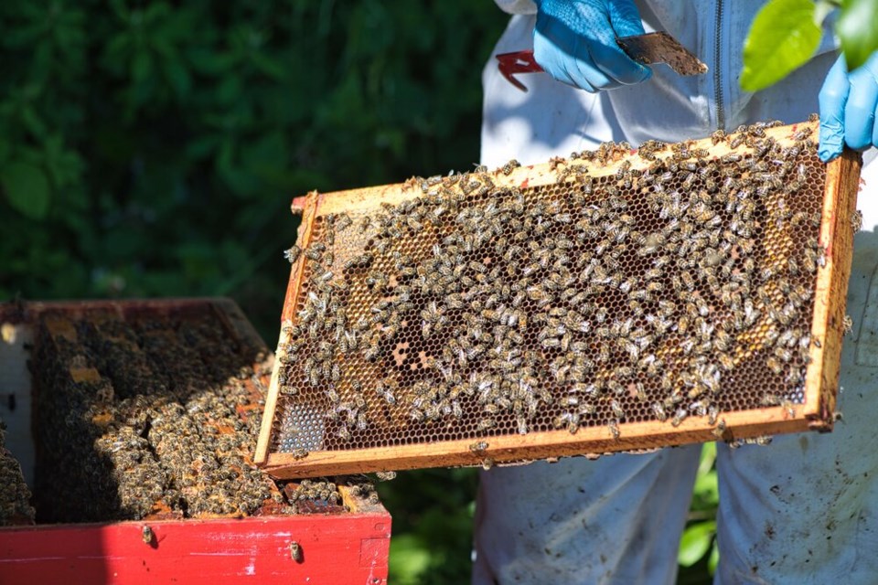 rsz_1dr_alison_mcafee_holds_a_hive_frame_credit_dominique_weiss