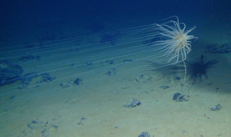 cerianthid