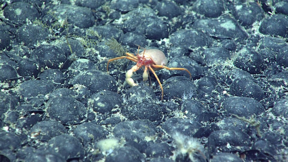 crab-coral-hires