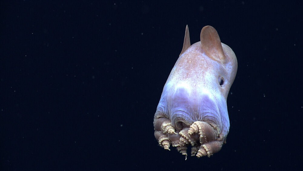 NOAA Photo Library > Collections > Voyage > Ocean Exploration > Life in the  Deep Sea > Deep Sea Fish