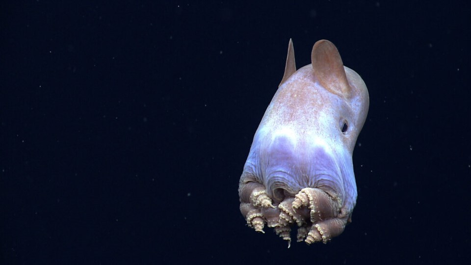 dumbo octopus