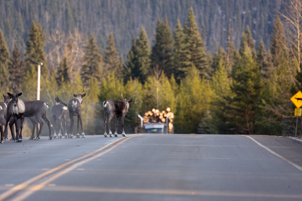 rsz_caribou_logtruck_1