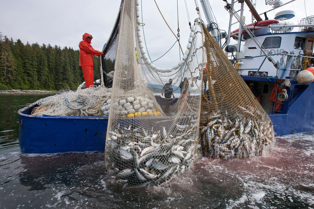 Amazing big nets catch hundreds of tons of herring on the modern boat -  Biggest Fishing Net 