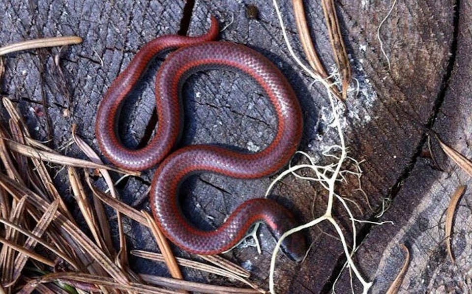 sharp-tailed-snake