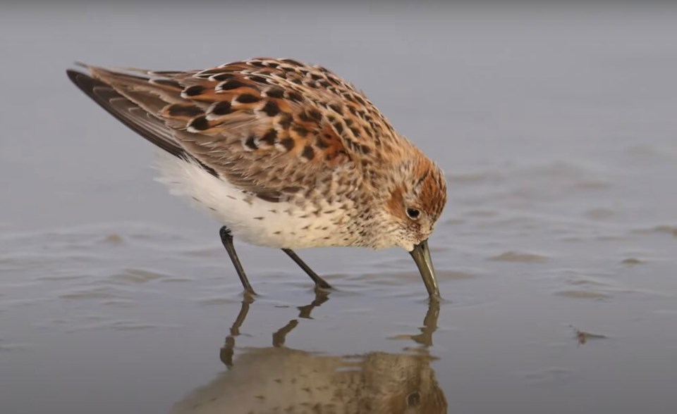 Western Sandpiper 1