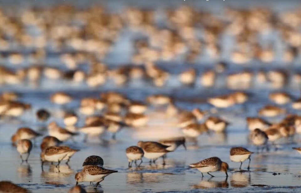 Western Sandpiper 2