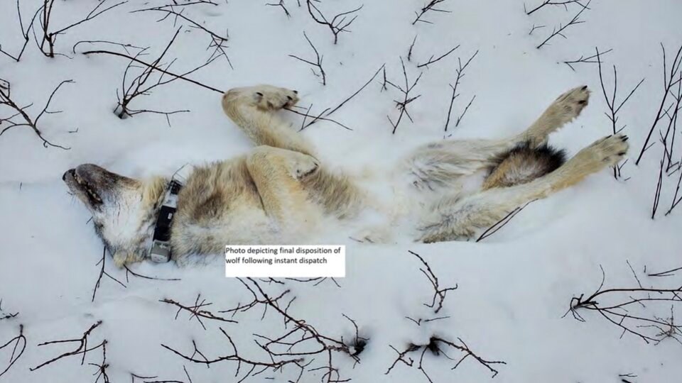 wolf-cull-photo-1