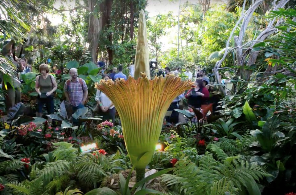 Corpse flower