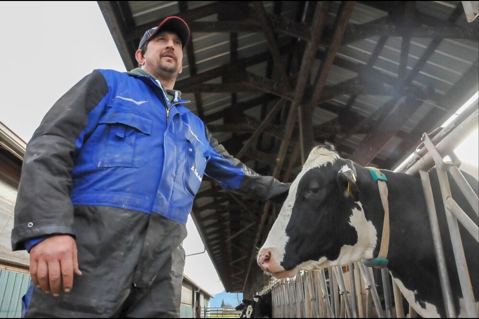 Karl Meier comforts one of his 240 cows before the arrival of another storm in Sumas Prairie, Abbotsford, Nov. 24, 2021