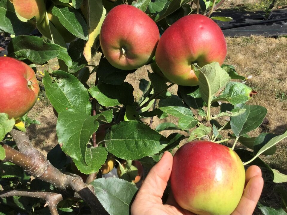 apples_-fruit-forest-farm