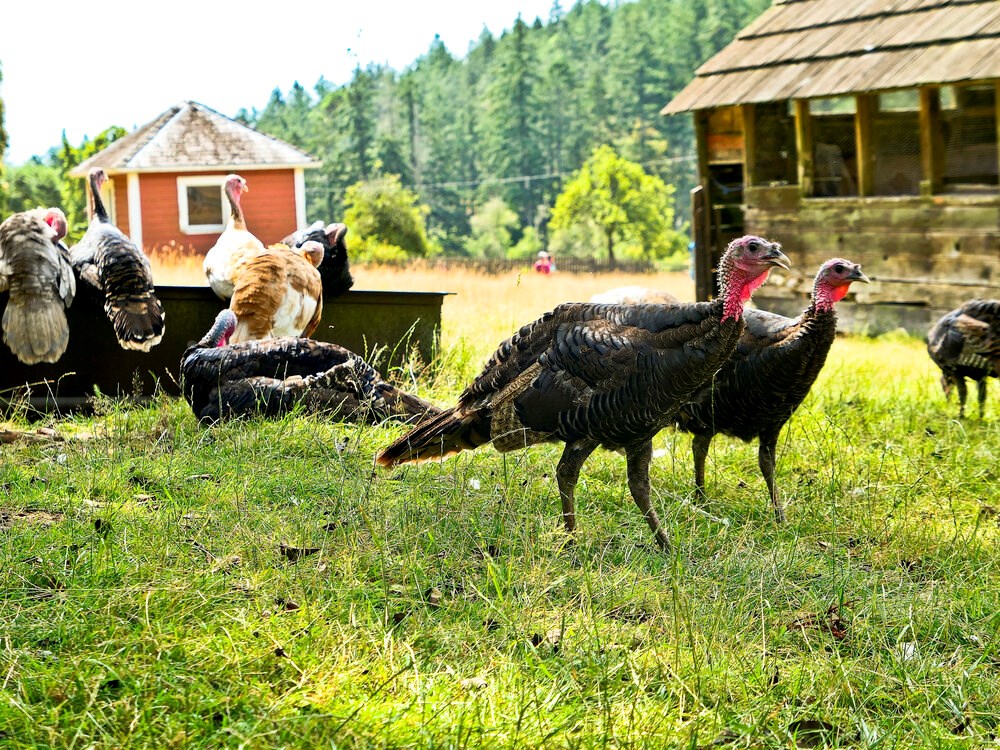 La gripe aviar provoca escasez de pavos antes de Navidad