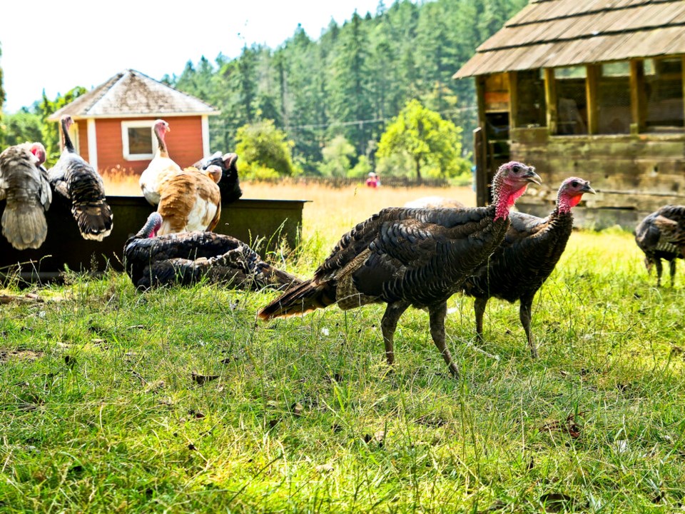 bc-turkey-farm
