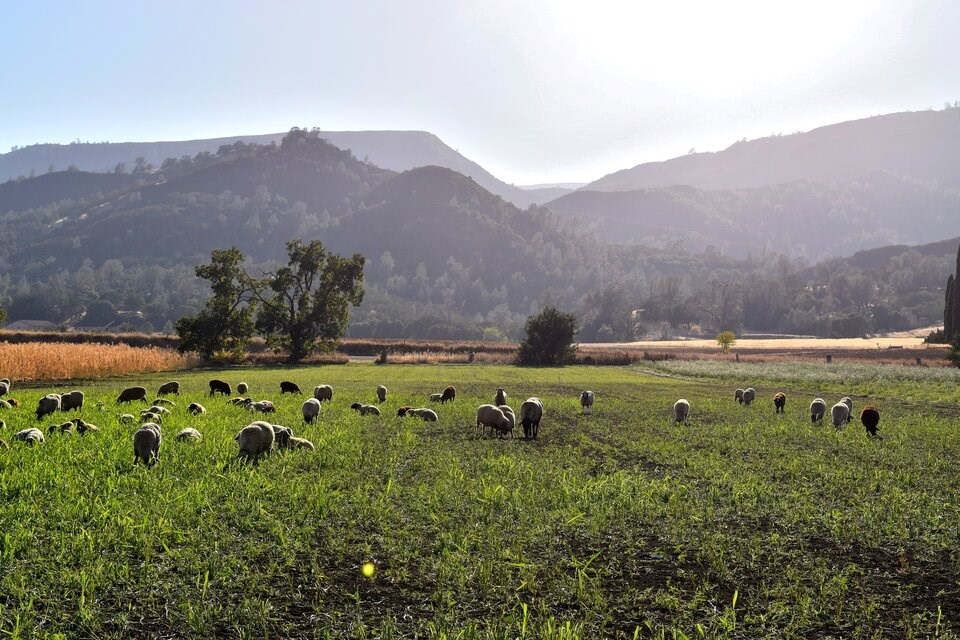 california-sheep-farm