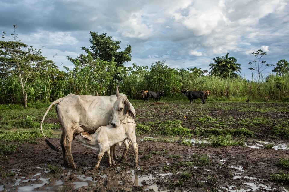 edilson_ortiz_arango_farm_meta_col_2