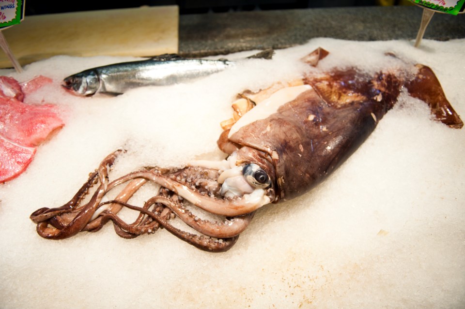 Humboldt squid