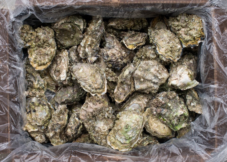 oysters-vancouver-island
