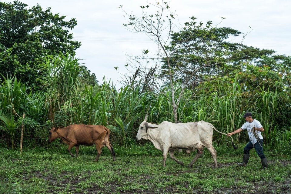 rsz_edilson_ortiz_arango_farm_meta_col1