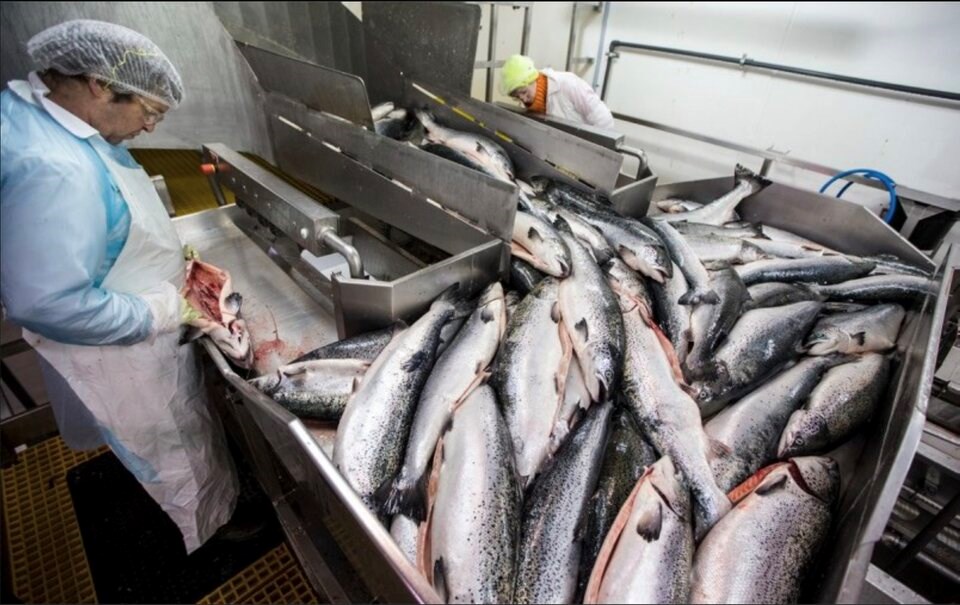 salmon-farm-processing