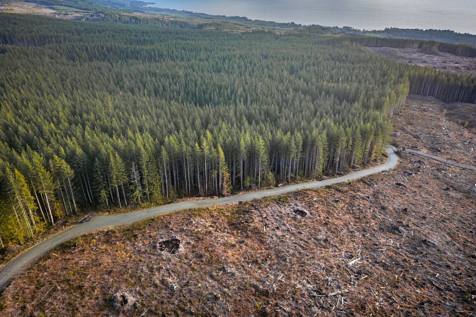 logging-on-vancouver-island